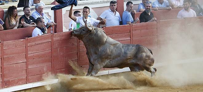 toro en cuenca