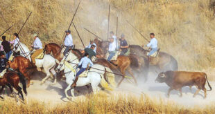 Encierro Brihuega