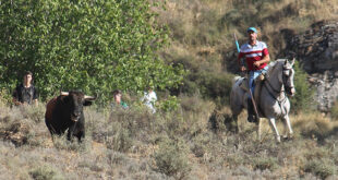 Encierro por el campo de Trillo