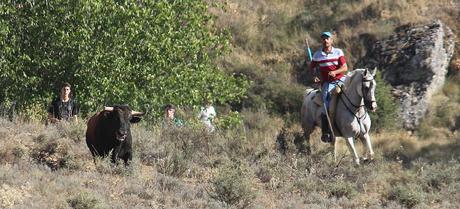 Encierro por el campo de Trillo