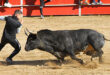 Capea Ajalvir
